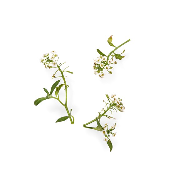 SPISELIG BLOMST ALYSSUM HVIT