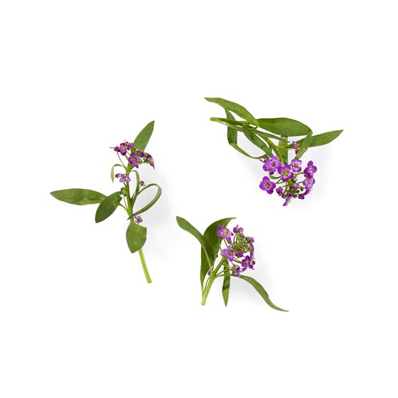 SPISELIG BLOMST ALYSSUM LILLA