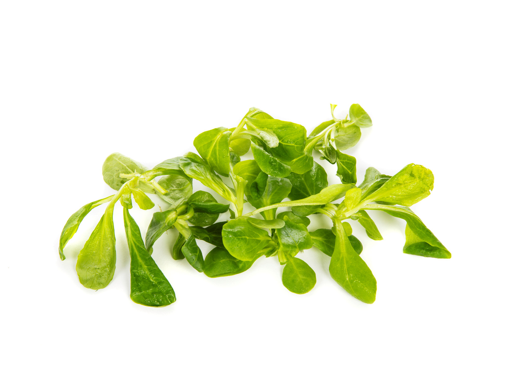 FELD-SALAT 100G