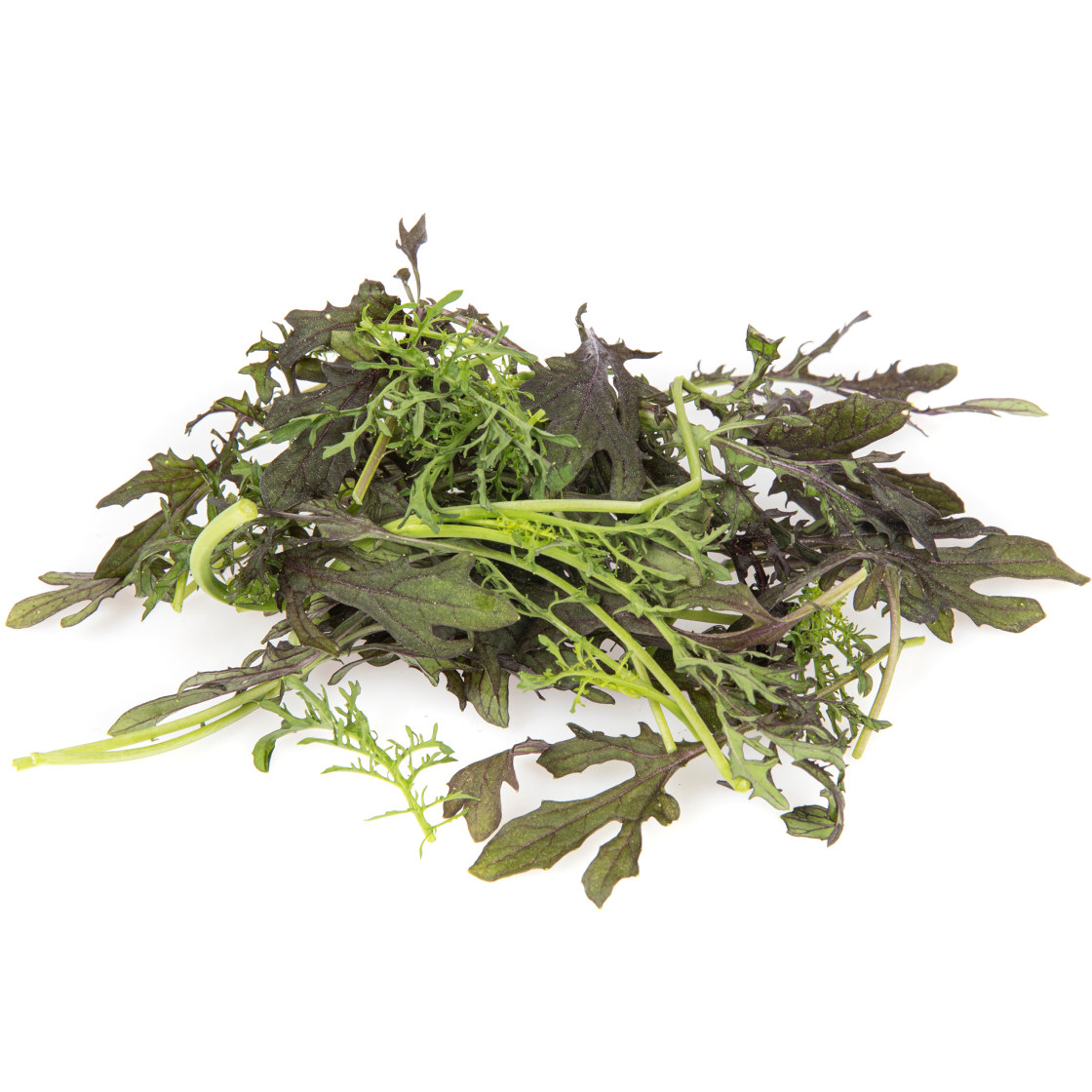 BABYLEAVES RED FRILISE PK 100G