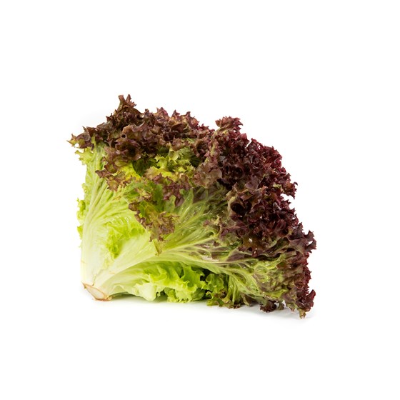 SALAT LOLLO RØD PK 500 GR