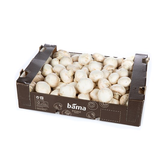 Champignon medium