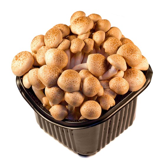 SHI-ME-GI SOPP 150 GR