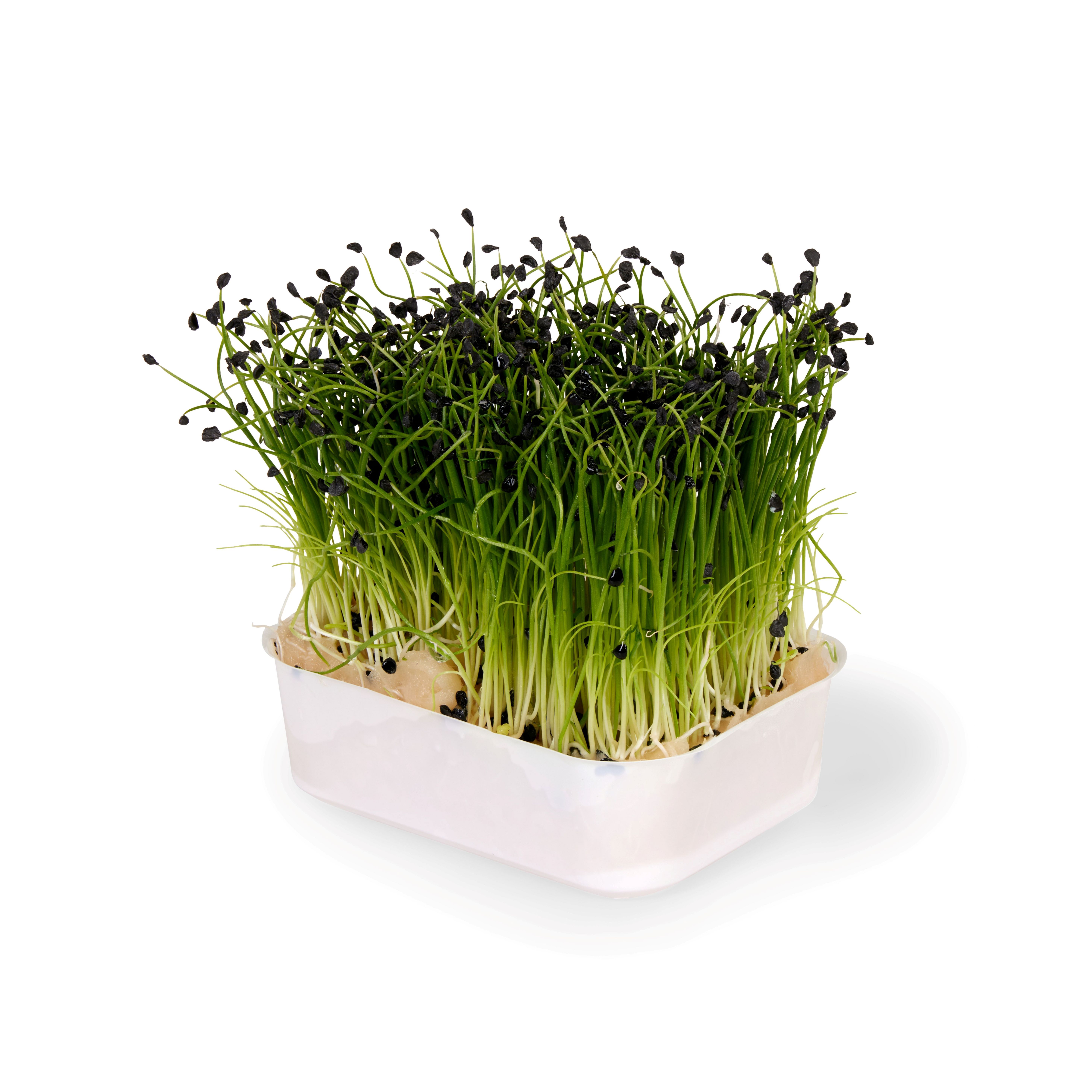 HVITLØK KARSE (ROCK CHIVES)