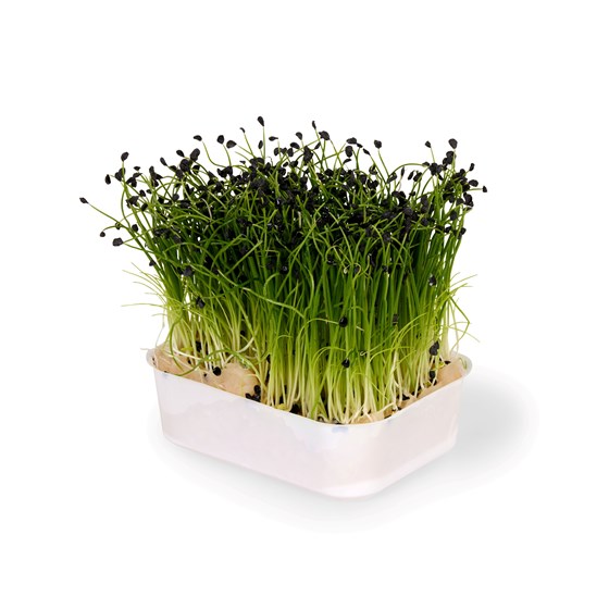 HVITLØK KARSE (ROCK CHIVES)