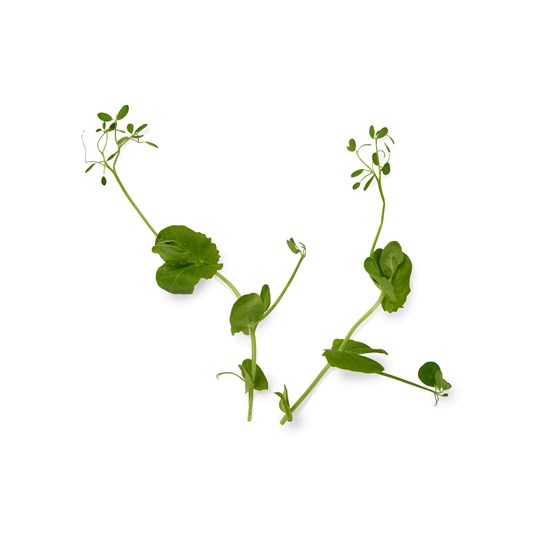 SALAD PEA KARSE PK