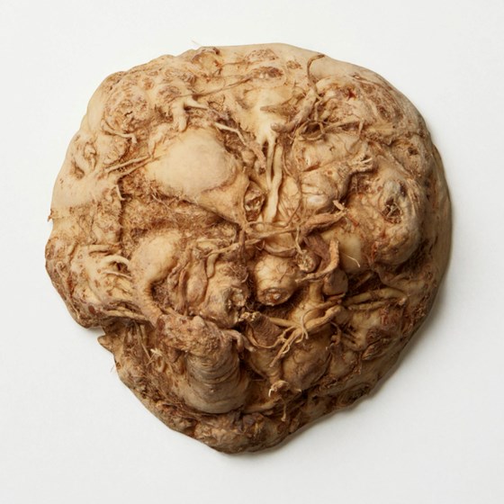 SELLERIROT KG