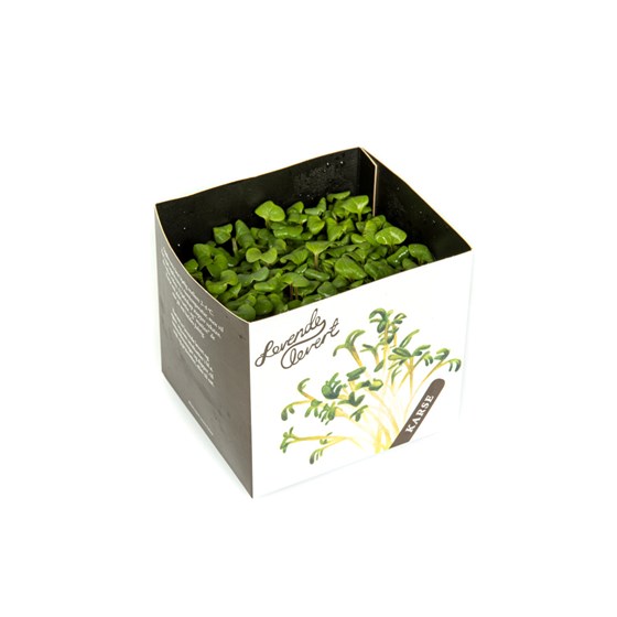 KARSE REDDIK CHILI 6 STK NO