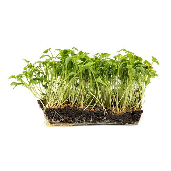 KARSE KORIANDER 6 STK NO