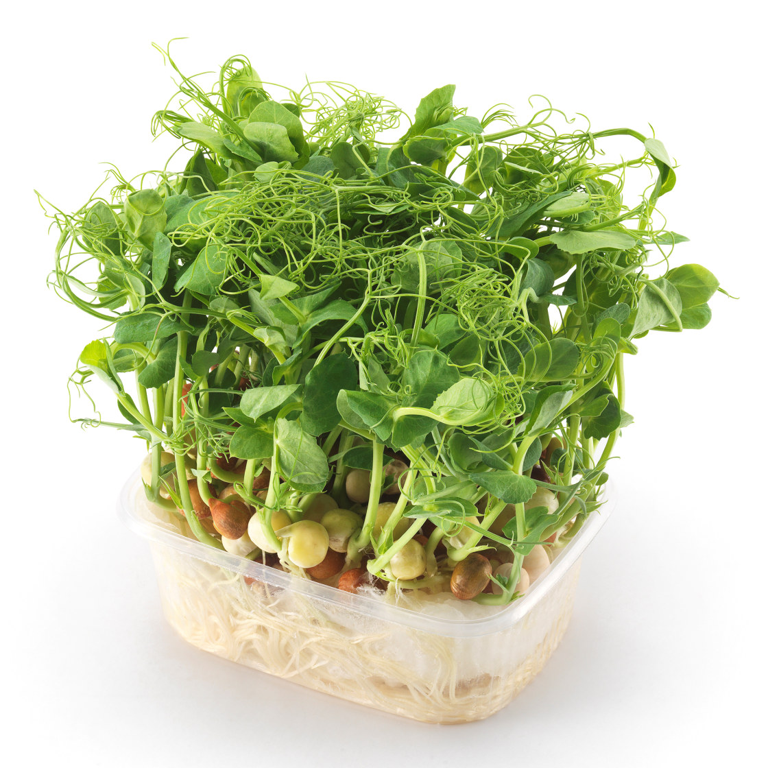 KARSE ERTER 6 STK NO