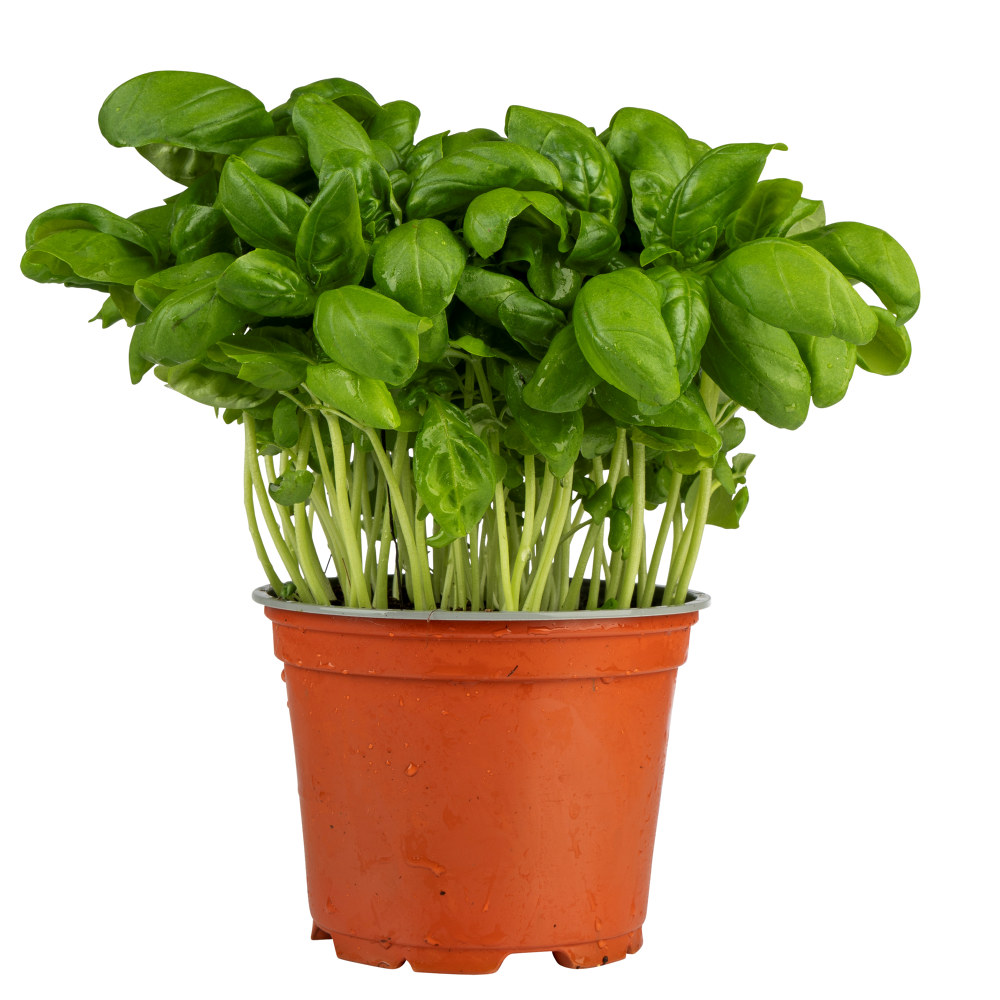 URTE THAI BASILIKUM STOR