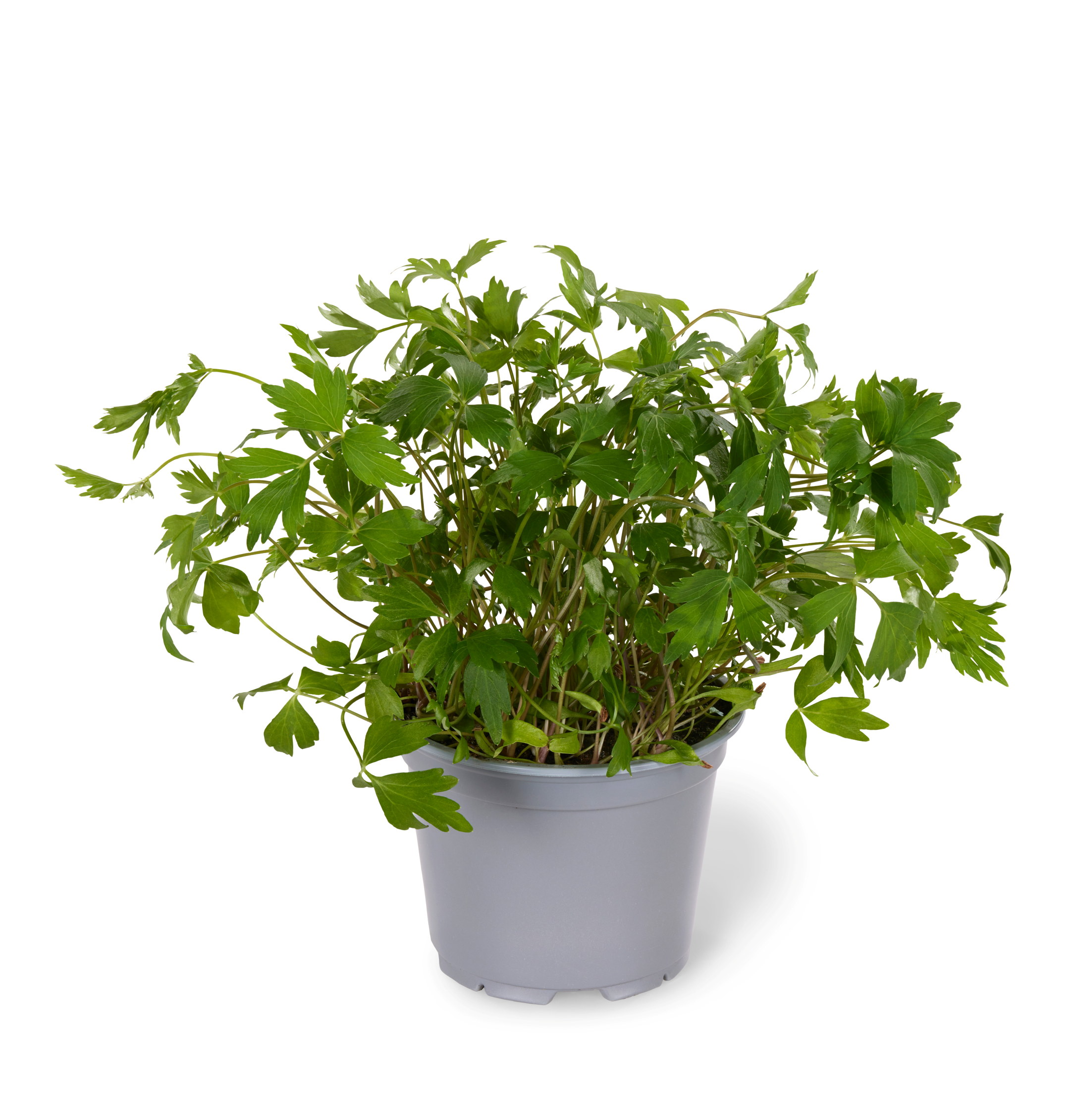 URTE LØPSTIKKE STOR