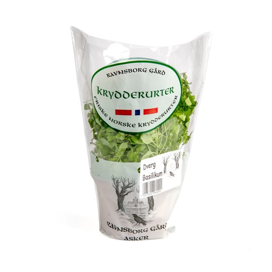 URTE DVERG BASILIKUM STOR