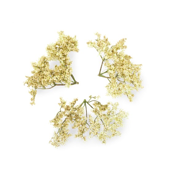 URT HYLLEBLOMST 1 KG