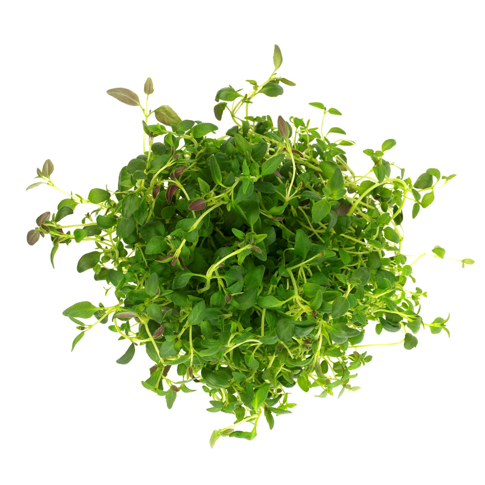 URT TIMIAN 10x100 GR