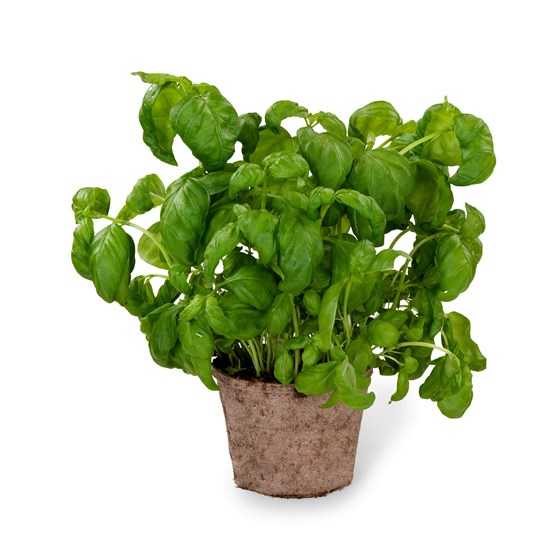 Urt basilikum i potte, Schrader gartneri