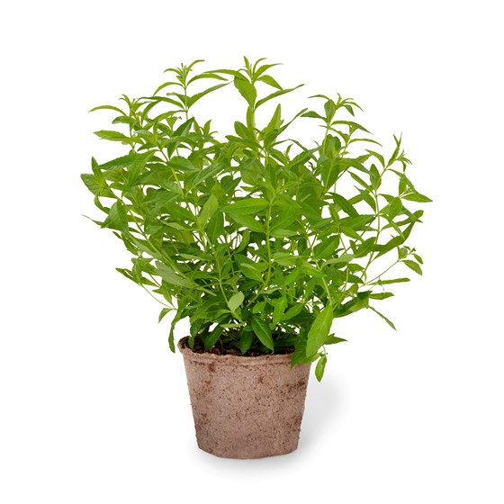 Urt Fransk estragon i potte, Schrader gartneri