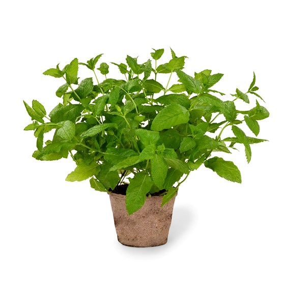 Urt Marokkansk mynte i potte, Schrader gartneri