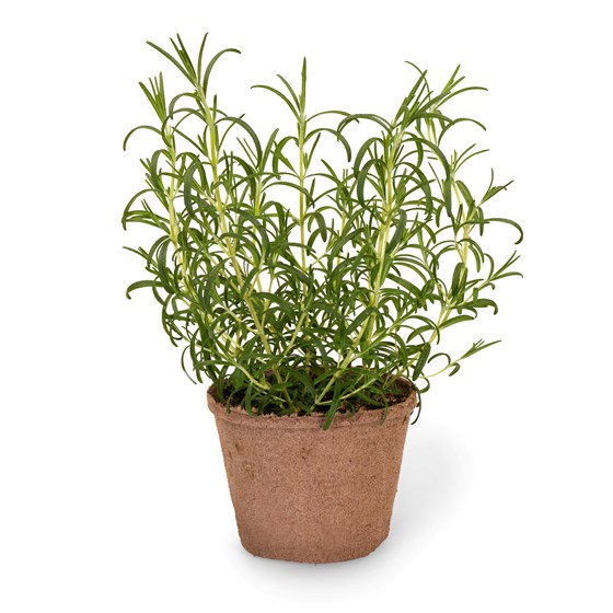 Urt rosmarin i potte, Schrader gartneri