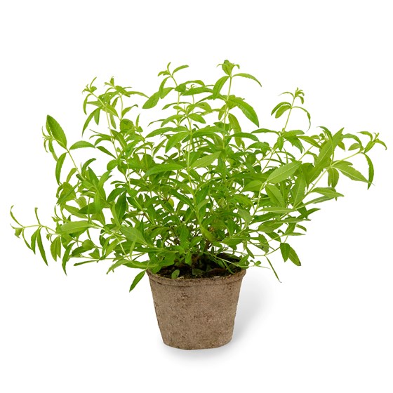 Urt sitronverbena i potte, Schrader gartneri