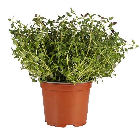 Urt timian i potte, Schrader gartneri