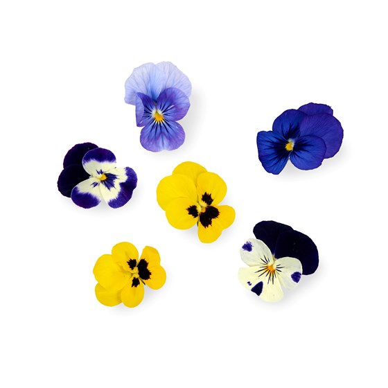 SPISELIG BLOMST MIKS 12 STK KO
