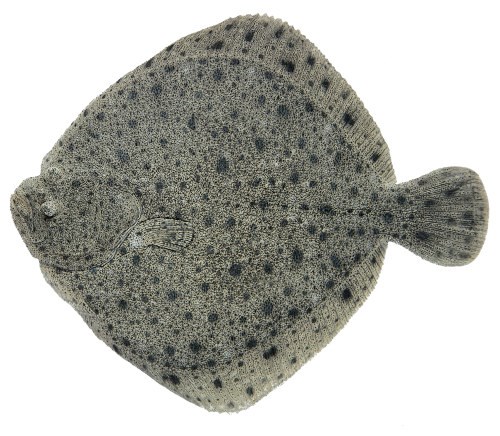 Piggvar filet, Fersk