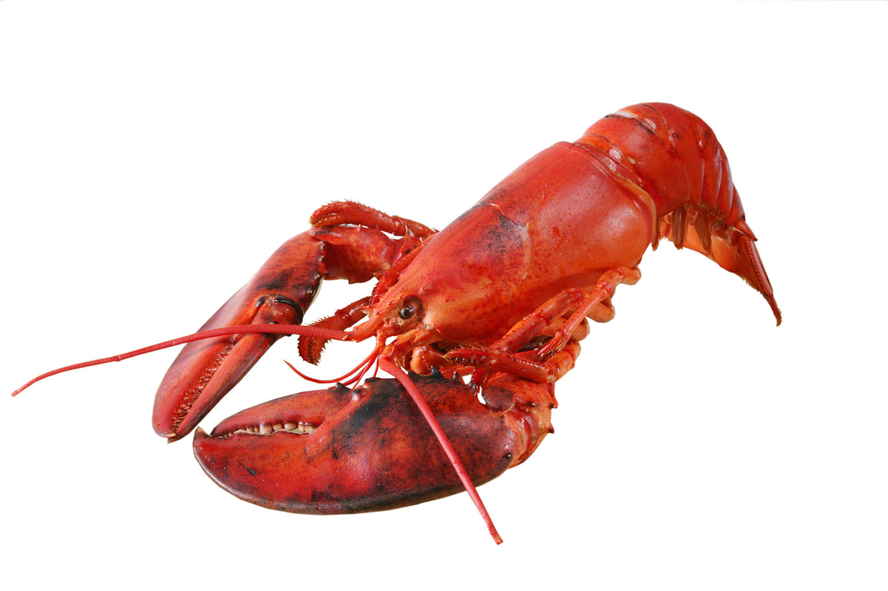 Hummer Canada Blansjert Fersk