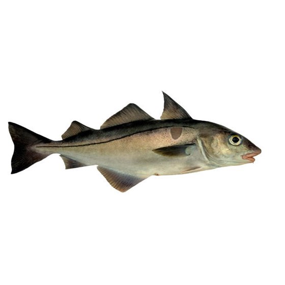 Røkt kolje fersk