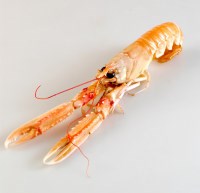 Sjøkreps 5-8 Fersk 3 kg