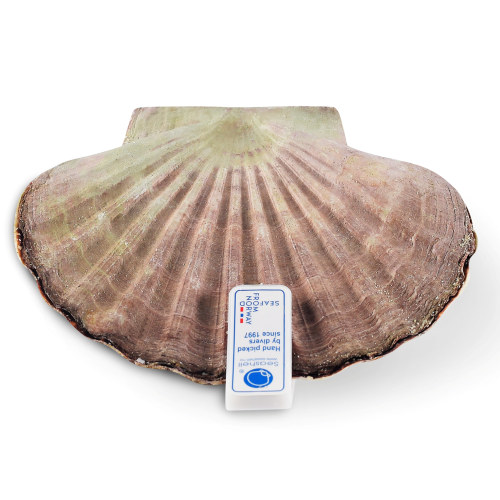 Kamskjell GIGANT. Seashell. 10