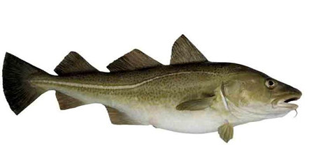 Torsk. 2-4 kg. Fersk