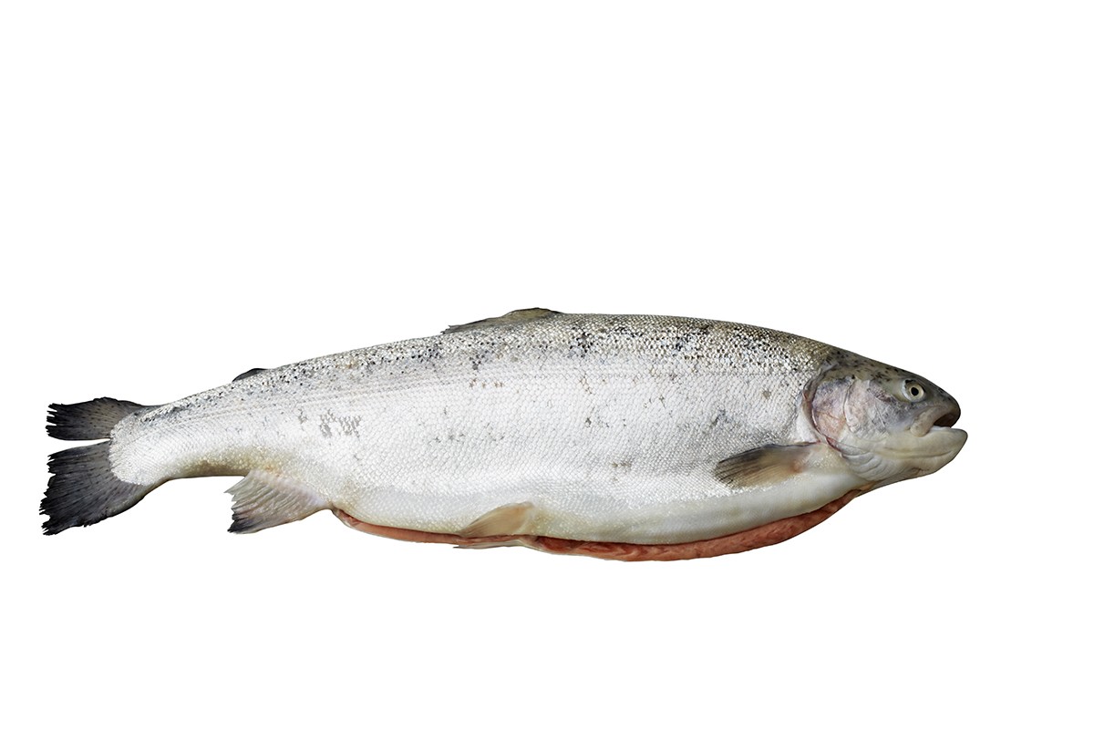 Ørret 2-3 kilo. Fersk