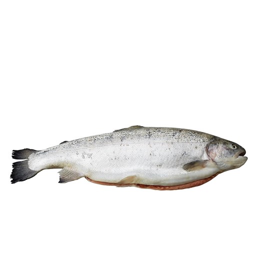 Ørret 2-3 kilo. Fersk