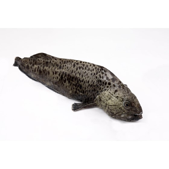 Flekksteinbit Hel 1-3 kg Fersk
